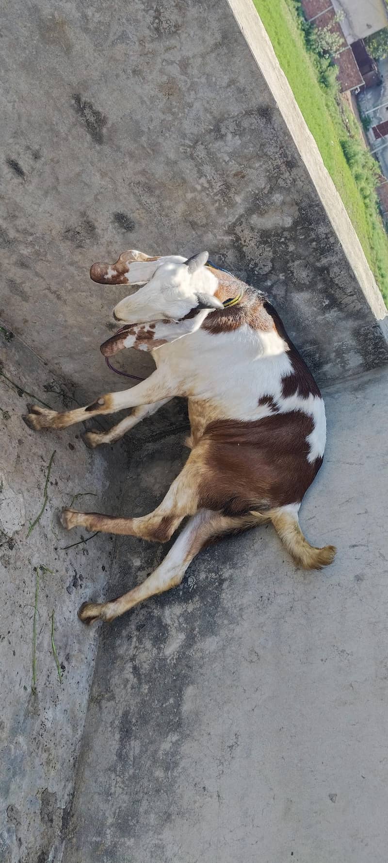 Donda Bakra 2