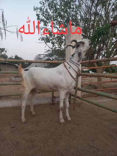 Pure Khasi Goat for sale contact whatsup, 0+3+3-6;8+0*9"3:2-1-4