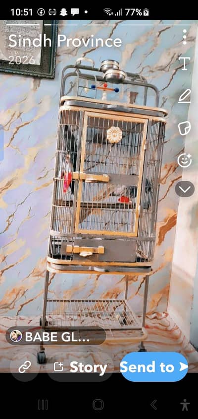 African gray  pier with fancy cage