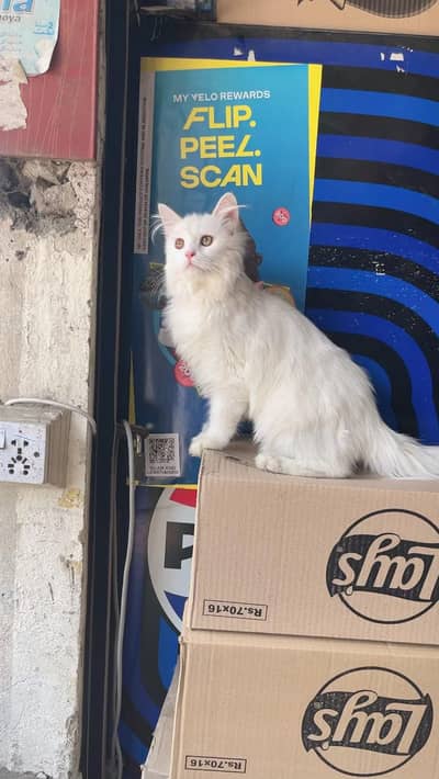 cute white Persian cat Available for sale