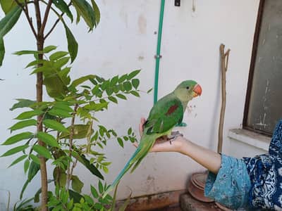 3 Months Old Alexandare Male Baby Parrot