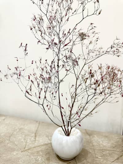 White Flower tree blossom