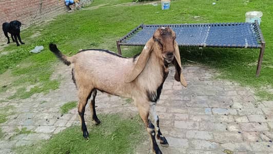 qurbani lovers ke Liya