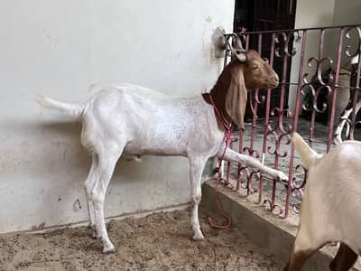 Khassi male jori