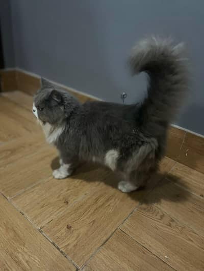 Persian Cat Full Fluffy Triple Core