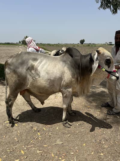 2 Danth Bachra