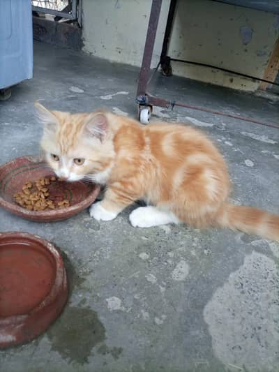Persian kitten for sale 3 months old