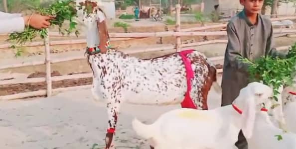 3 Bacchon Ka Sath Makkah Chini Bakri For Sale _03228068418