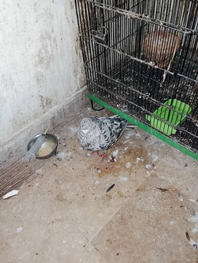Karbalai and chiniara birds