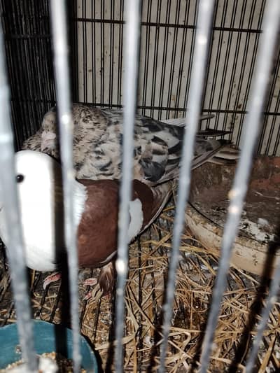 Karbalai and chiniara birds