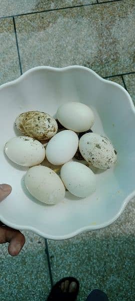 healthy nd activ egg lying exchange posble