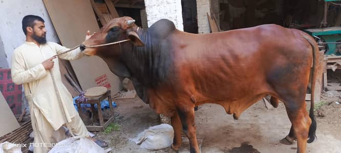 Donda Class wacha sale for Qurbani