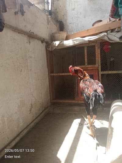 murga for sale aseel h