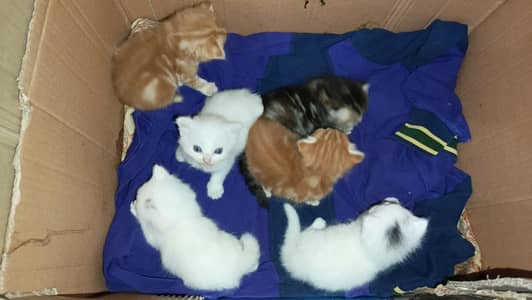 Persian cat kittens