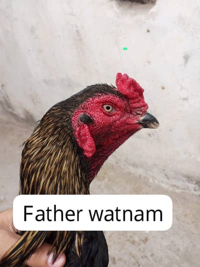 watnam breeder