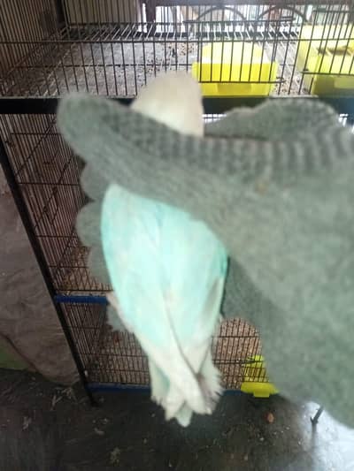 blue oplin pale felow pair without dna