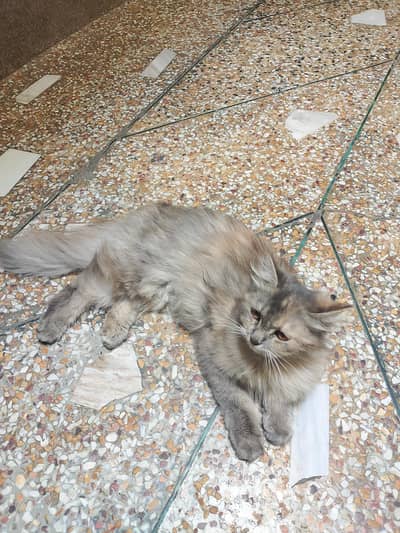 family cat