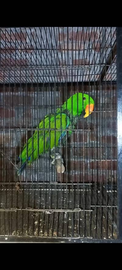 vosmaeri eclectus stud breeder fertile male