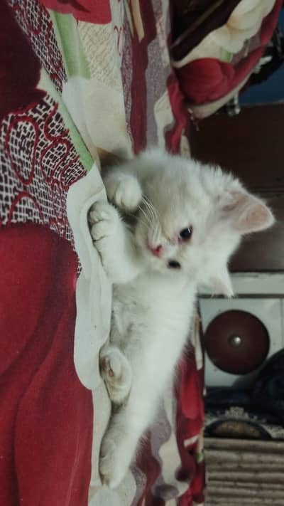 Pure persian Kittens for Sale