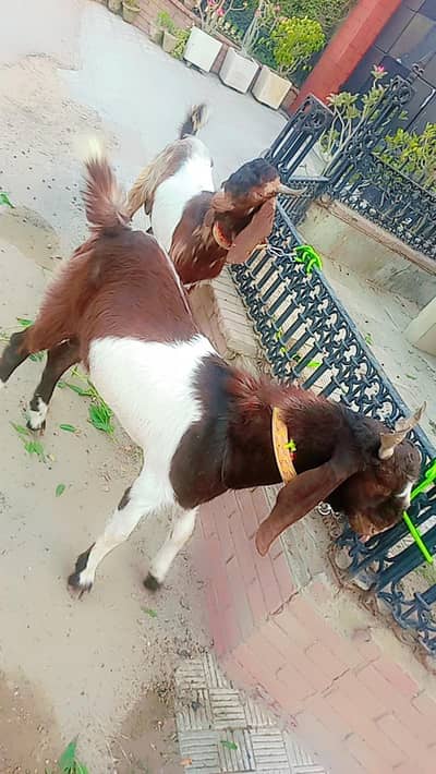 2 Danth Bakra For sale jodi Qurbani 2026