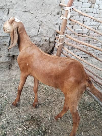Qurbani k liye Dessi bakry ghar k pally huy