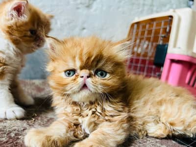 piki kitten
