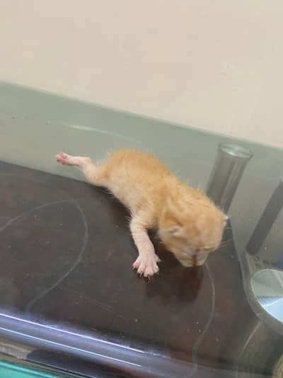 pure pursian kitten