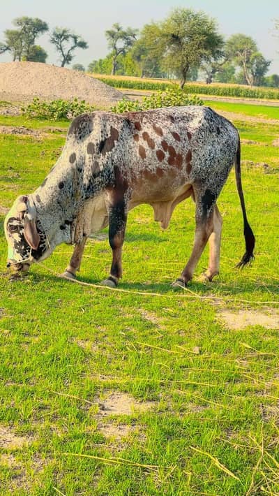 Bull for qurbani