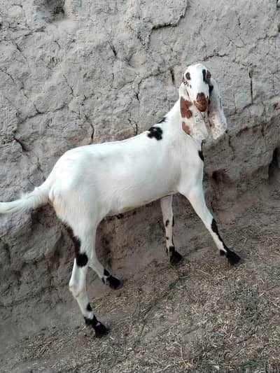 Qurbani k liye Dessi bakry ghar k pally huy