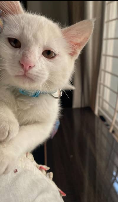 Adorable Persian kitten looking for loving home
