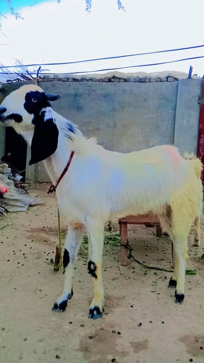  “Premium Healthy Goat 1 Year 3 Months – 40 KG Qurbani Special”