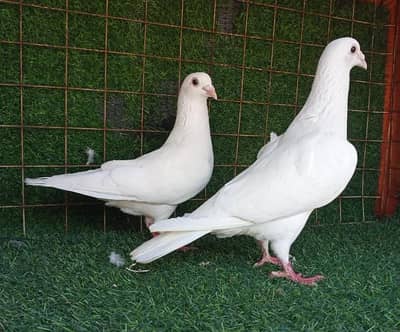 qaisd and fancy pigeonn. . . read full add. . 03201447384