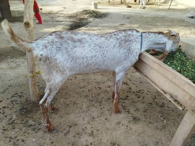 Male and female goat for sale