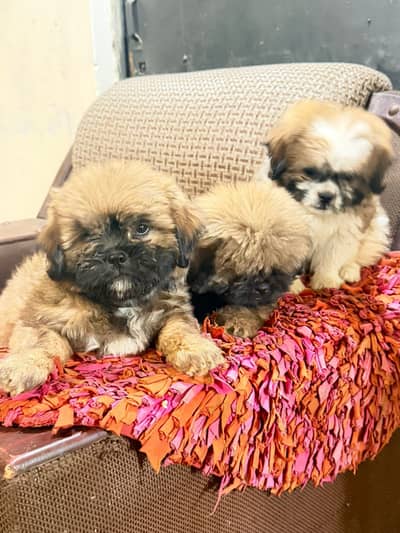 Shihtzu Puppies for sale