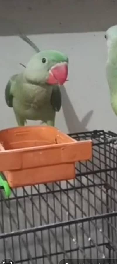 Raw Alexander parrot