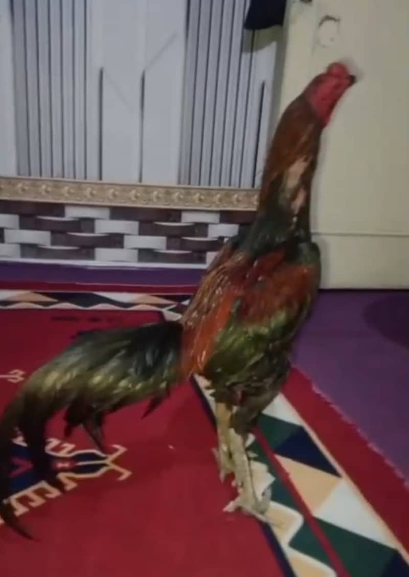 Panus pakoya 1