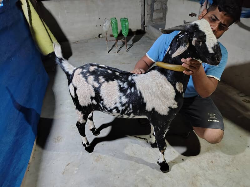 tapra Bakra 0