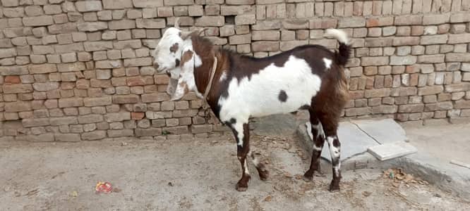 چار دانت اور انڈل فل ایکٹیو اور فریش کوئی مسئلہ مسائل نہیں نہیں نہیں