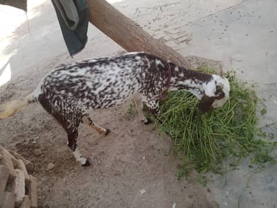 makkhi chhini path dhundhi yat khubsurat urgent for se
