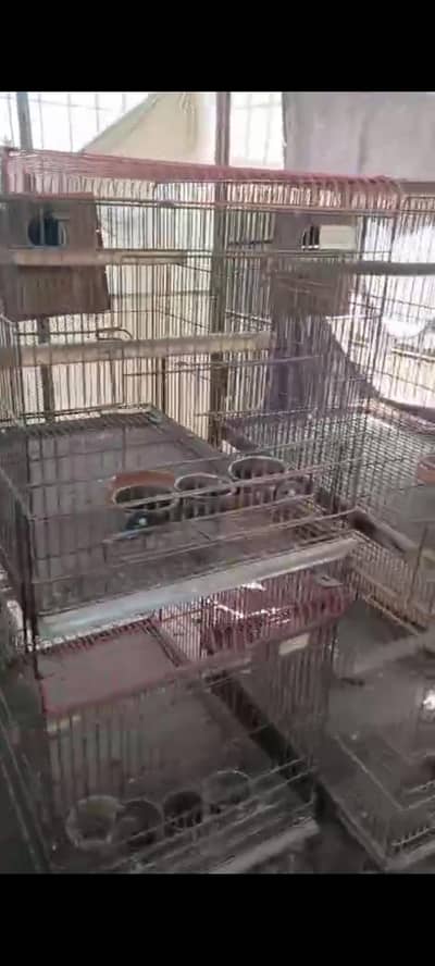 Ringneck olive breader pair n  cages available