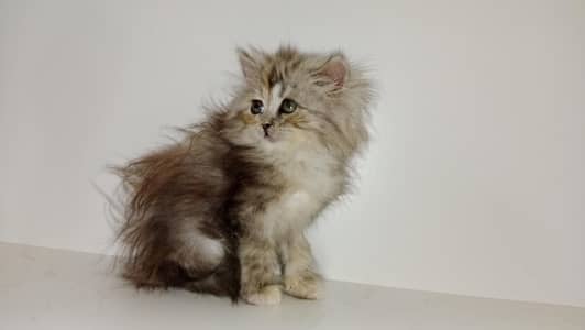 female ktten available 03234102419