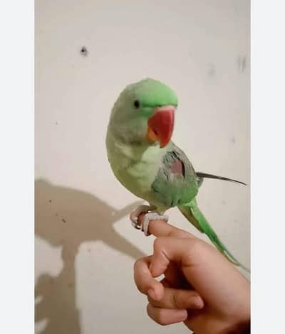 male raw parrot self feed pe ha tame hai fully