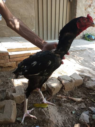Aseel for sale