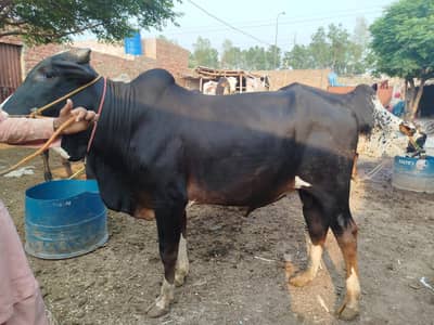 buffalo desi donda