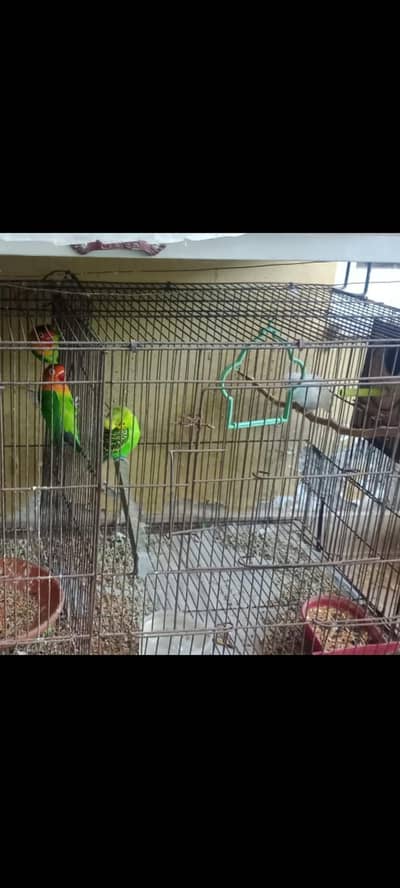 birds and cage