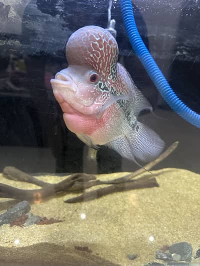 Big Flowerhorn SRD (super red dragon) FULL SETUP ALSO AVAILABLE