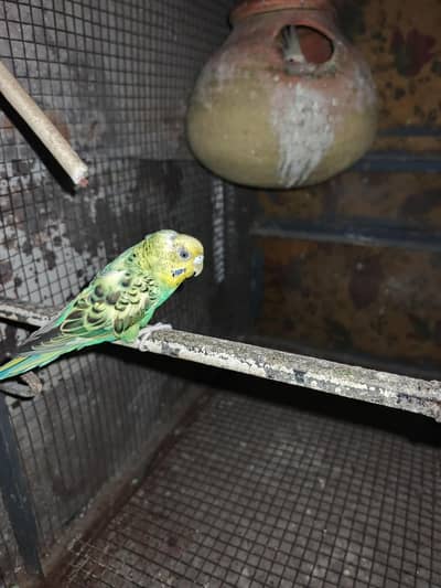 Australian bird