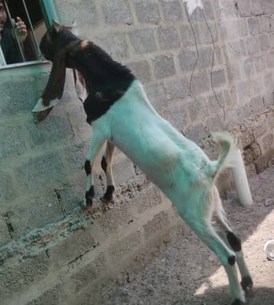 Bakra for Sale | Qurbani bakra | Active | goat |desi bakra