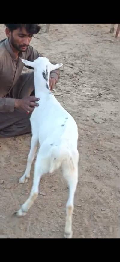 Gulabi teddy bakra fresh 2 dant