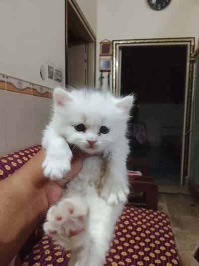 persian baby cat for sale
